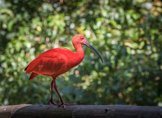 Scarlet Ibis or Eudocimus ruber