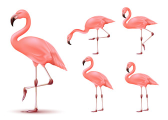 Flamingo 3D Realistic Vector Mesh Set Tropical Animal with Different Poses in Isolated White Background. Vector Illustration