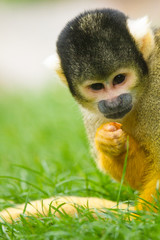 Totenkopfaffe (Saimiri)