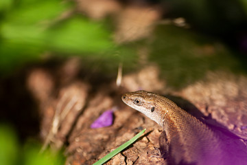 Lizard in the forest. Macro shooting reptiles. Sunny day. Beautiful natural background. The lizard walks on a tree.