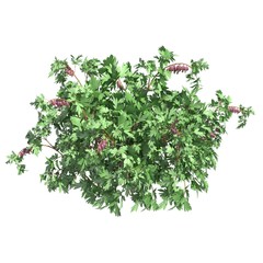 Plants 3d illustration isolated on the white background