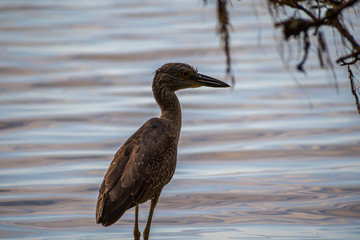 A Black-crowned Night Heron in Brandeton, Florida