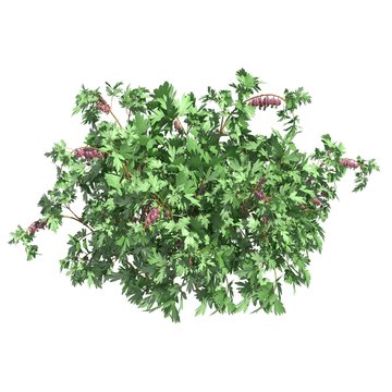 Plants 3d illustration isolated on the white background © max79im