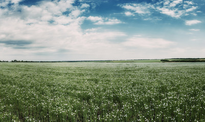Landscape with field of flax