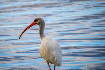 A natural white Ibis in Brandeton, Florida