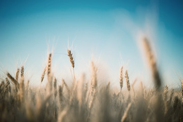 Fototapeta premium Spikelets of wheat
