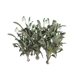 Plants 3d illustration isolated on the white background