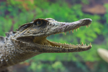 Fototapeta premium Close-up of the crocodiles jaws with tooths