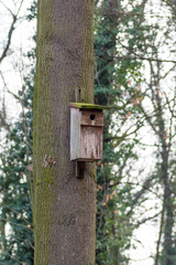 budka lęgowa na drzewie