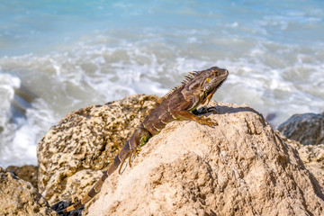 A Green Iguana in Key West, Florida