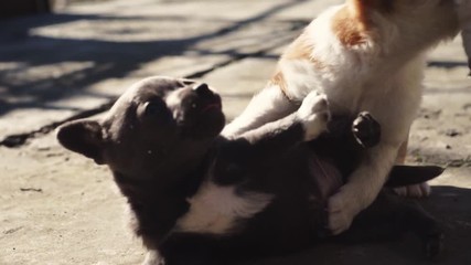 Three puppies Black and white, White-red, Gray play with each other.