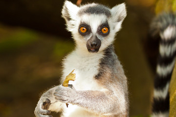 Katta (Lemur catta)