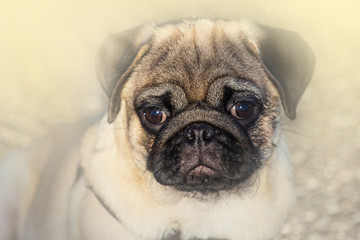 Portrait of Beautiful male Pug puppy dog