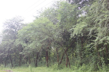 Green Tree, Little Forest in Indonesia