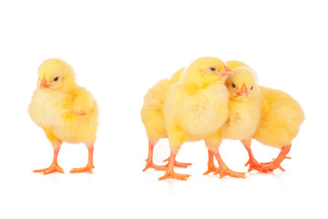 Group of chickens isolated on a white background