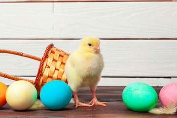 chick with easter eggs on wooden table