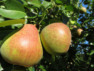Ripe pears on a green tree branch in sunny day, close-up. Pear tree growing in summer orchard, gardening concept