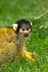 Totenkopfaffe (Saimiri)