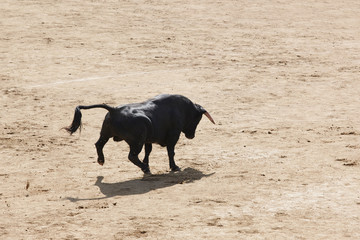 Fighting bull charging in the arena bullring. Toro bravo. Spain
