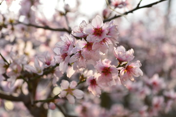 In full bloom in the peach blossom