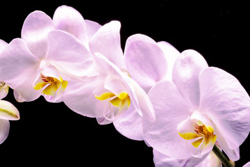 Closeup of beautiful white orchid on black background