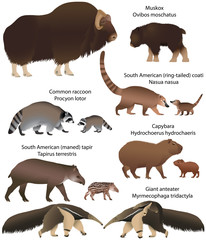 Collection of animals with cubs living in the territory of North and South America: muskox, common raccoon, south american tapir, giant anteater, capybara, south american coati - obrazy, fototapety, plakaty