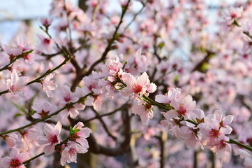 In full bloom in the peach blossom
