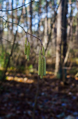 Fototapeta premium Yellow hazel catkins hangin on a tree branch in early spring.