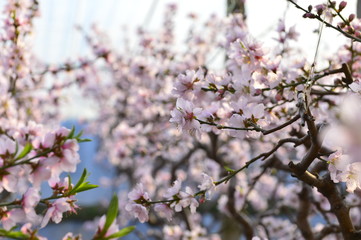 In full bloom in the peach blossom
