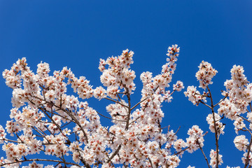 almond flowers blue  sky spring  season buds bees