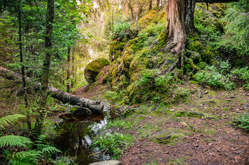 a forest scenery with moss on old stones 
