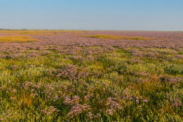 Les mollières couvertes de lilas de mer (statices sauvages) en Baie d'Authie (Fort-Mahon)