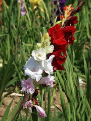 Gladiolus - Gros plan sur un épi de glaïeul à grandes fleurs rouge foncé et blanc