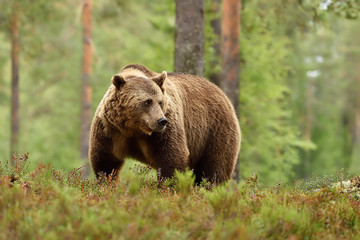 Plakat Adult brown bear in the forest background. Big male brown bear in forest.