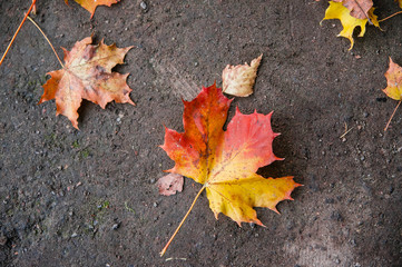 red and yellow maple leaves lie on the asphalt in flat lay