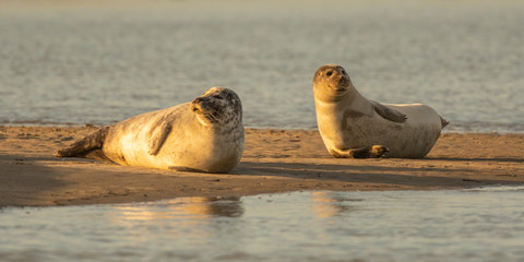 Phoque veau-marin en baie d'Authie à Berck-sur-mer