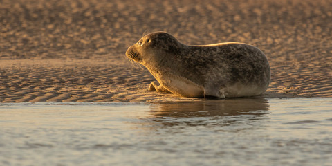 Phoque veau-marin en baie d'Authie à Berck-sur-mer