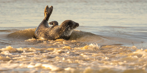 Phoque veau-marin en baie d'Authie à Berck-sur-mer