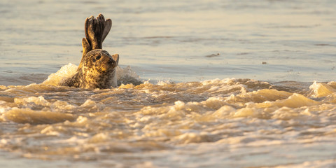 Phoque veau-marin en baie d'Authie à Berck-sur-mer
