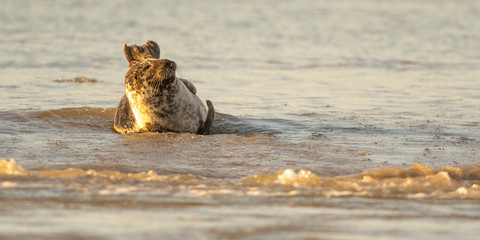 Phoque veau-marin en baie d'Authie à Berck-sur-mer