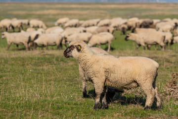 Moutons de Pré-Salé en baie de Somme