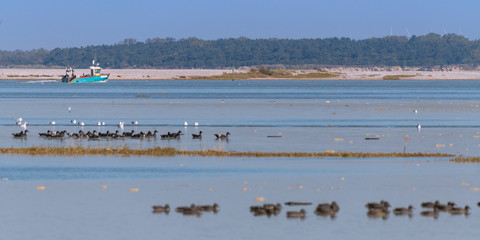 Naklejka premium Grandes marées en Baie de Somme