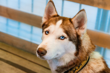 blue-eyed husky dog