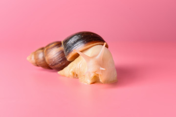 Giant Achatina snail on color background