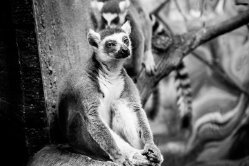 melancholic lemur sitting in the zoo enclosure 