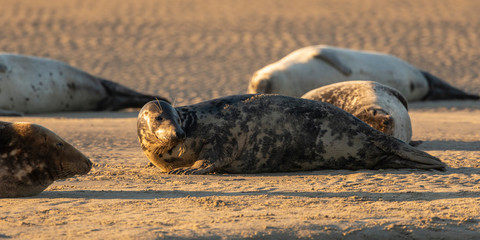 Phoque gris en baie d'Authie à Berck-sur-mer
