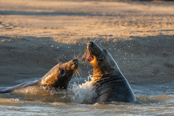 Phoque gris en baie d'Authie à Berck-sur-mer