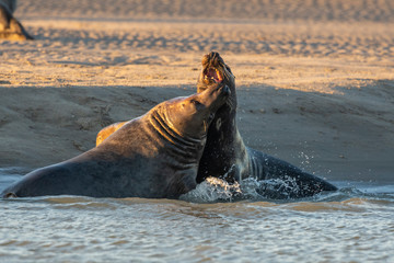 Phoque gris en baie d'Authie à Berck-sur-mer