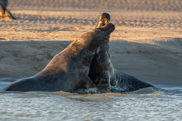 Phoque gris en baie d'Authie à Berck-sur-mer