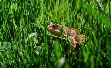 toad in green grass